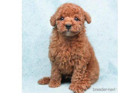 成約済の東京都のトイプードル-208865の1枚目